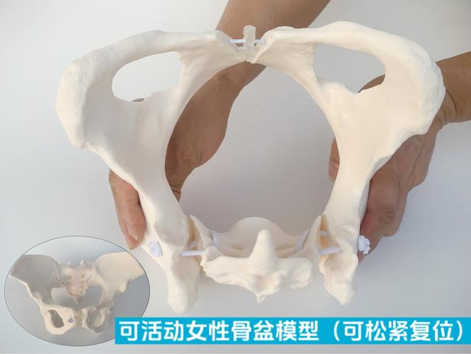 可活动康复动态可示范骨盆模型教具关节可动弯曲耻骨联合骶髂女性